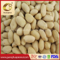 Wholesale Price Jumbo Blanched Peanut Kernels